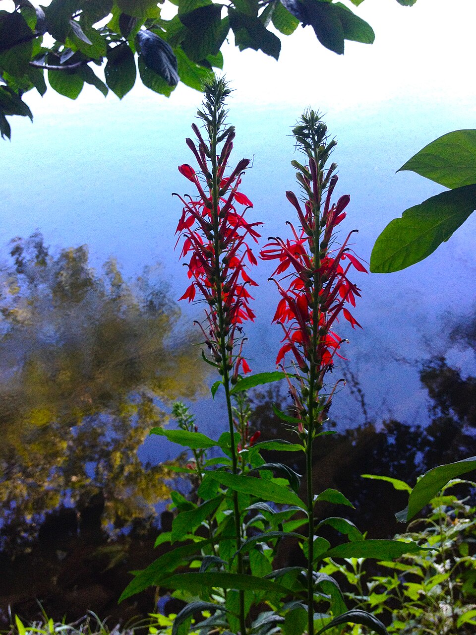 Lobelia cardinalis (cardinal flower) (alternate view 12)