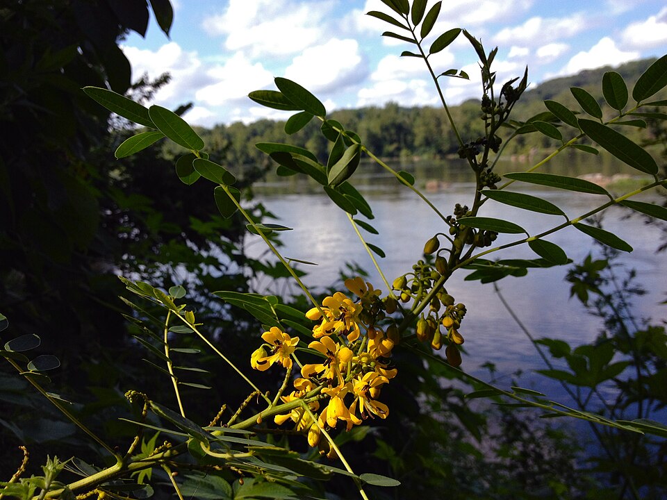 Senna hebecarpa (American senna) (alternate view 7)