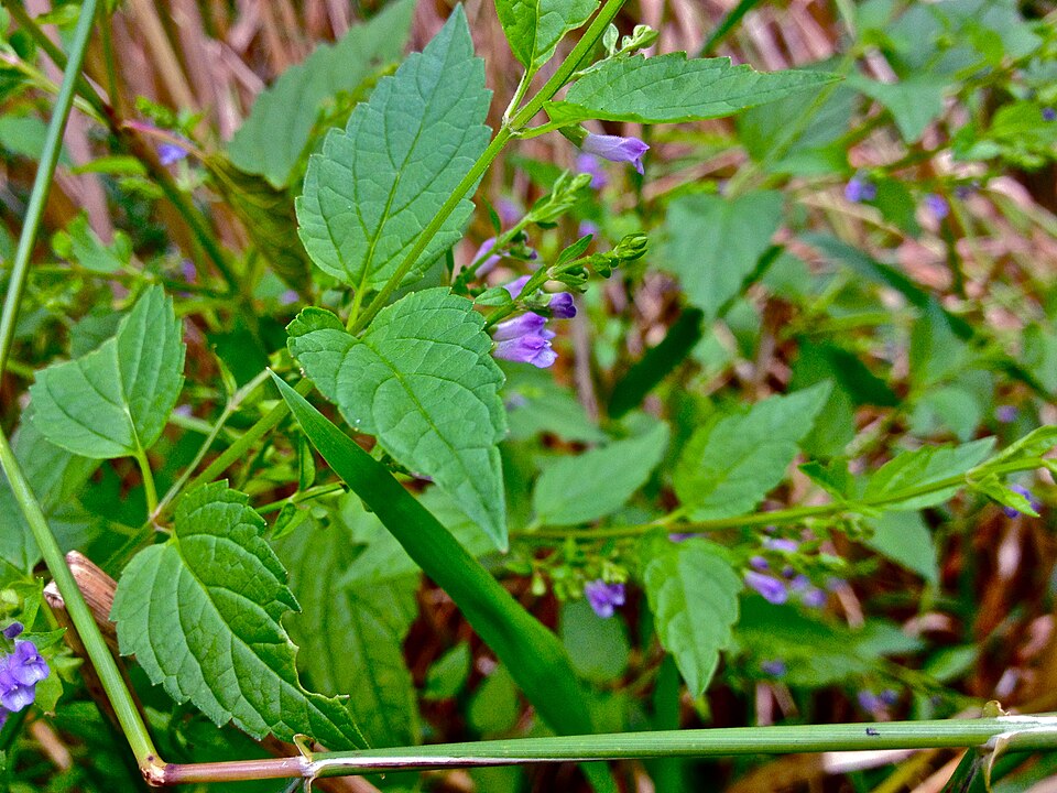 Scutellaria lateriflora (side-flowering skullcap) (alternate view 8)