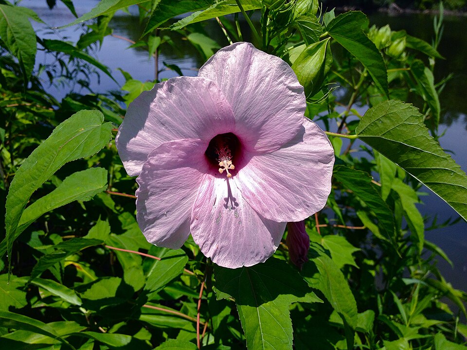 Hibiscus laevis (Halberd-leaf Rosemallow) (alternate view 7)