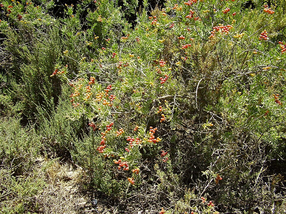 Nitraria billardierei (nitre bush) (alternate view 6)