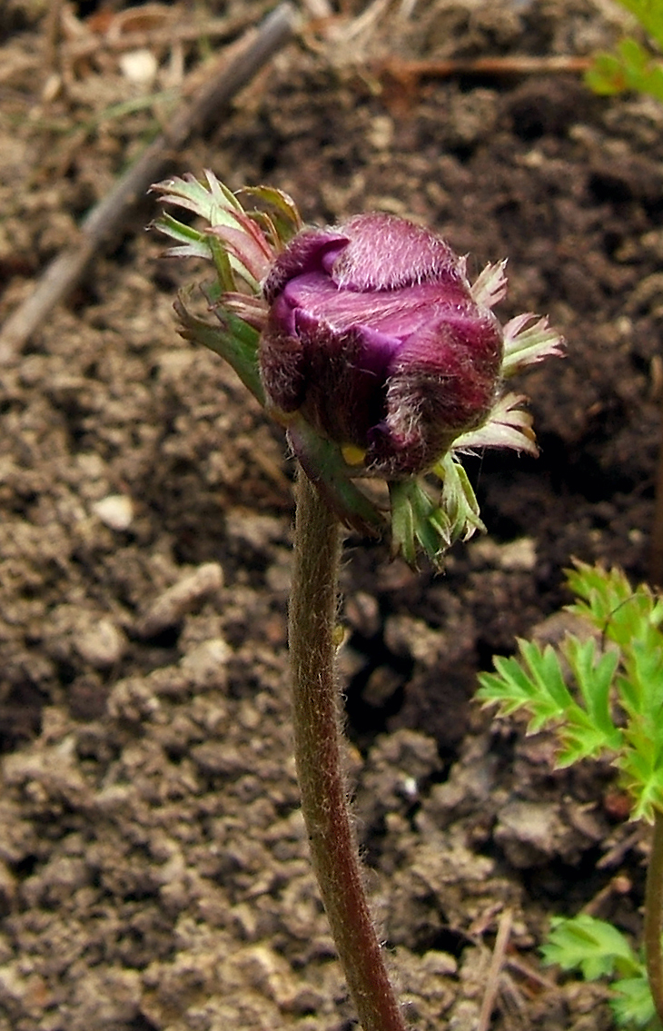 Anemone coronaria (poppy anemone)