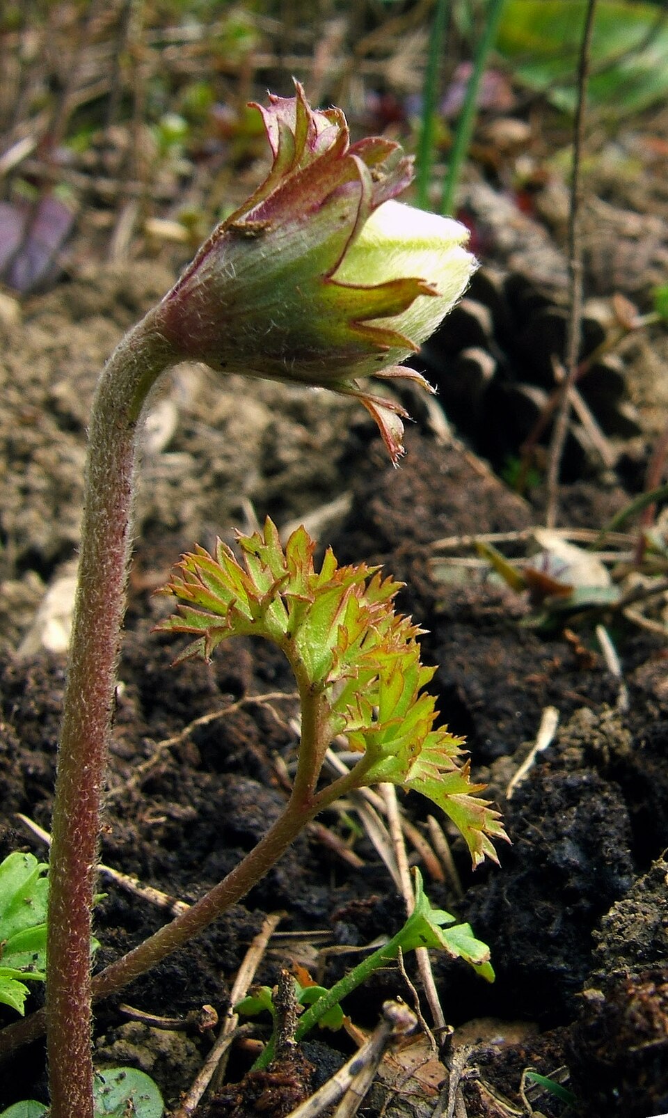 Anemone coronaria (poppy anemone)