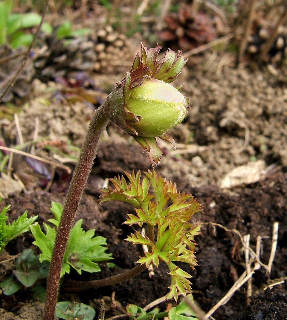 Anemone coronaria (poppy anemone)