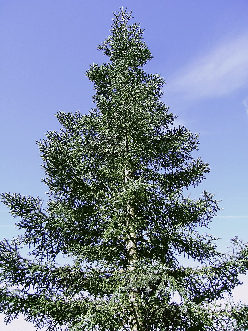 Abies procera 'Glauca' (Blue Noble Fir)