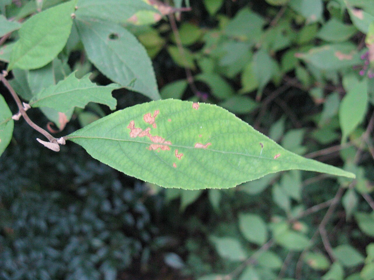 Callicarpa japonica, Japanese beautyberry — spreading deciduous (Lamiaceae) (image 5 of 9)