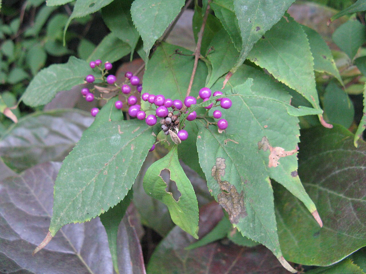 Callicarpa japonica, Japanese beautyberry — spreading deciduous (Lamiaceae) (image 6 of 9)