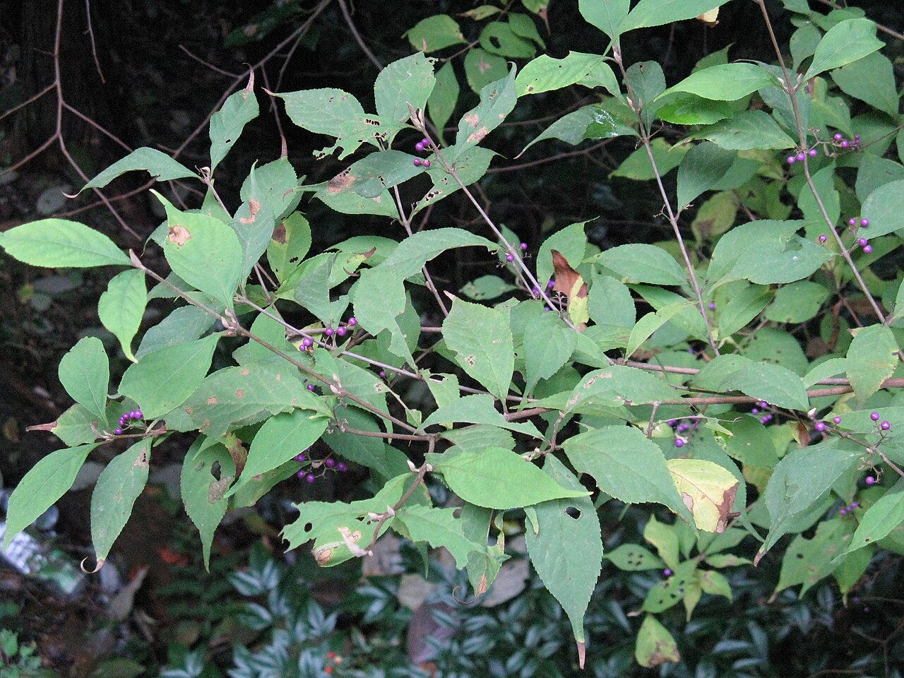 Callicarpa japonica, Japanese beautyberry — spreading deciduous (Lamiaceae) (image 7 of 9)