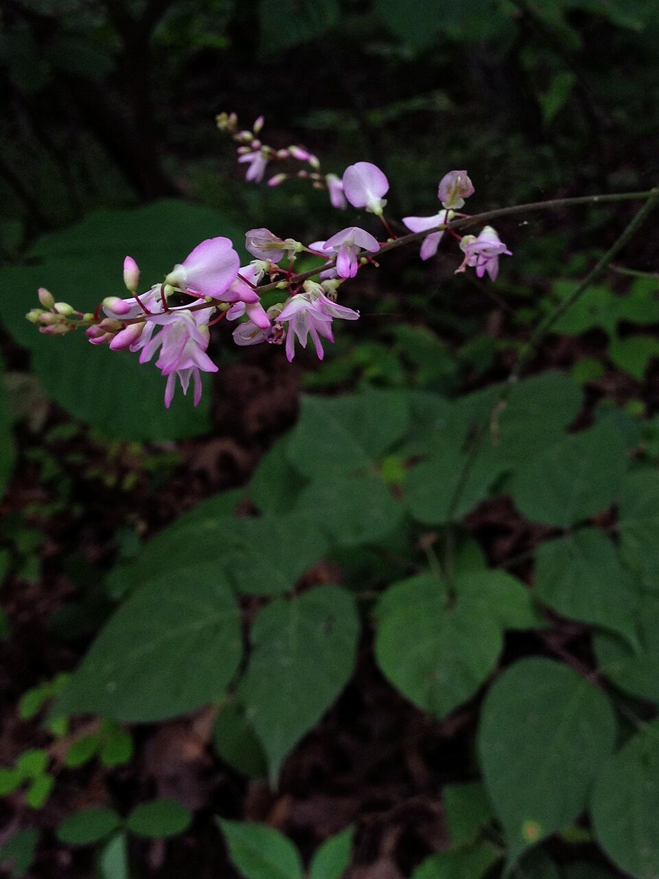 Hylodesmum glutinosum (pointed-leaved tick-trefoil) (alternate view 5)
