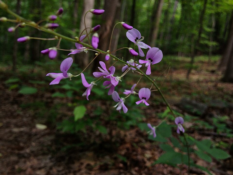 Hylodesmum nudiflorum (naked-flowered tick-trefoil)
