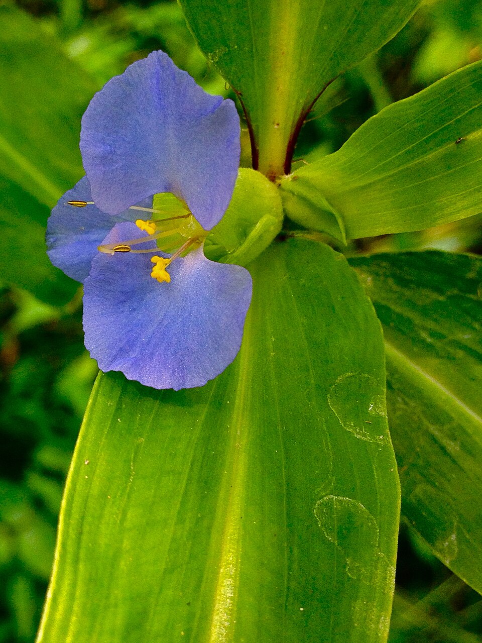Commelina virginica (Virginia Dayflower) (alternate view 3)