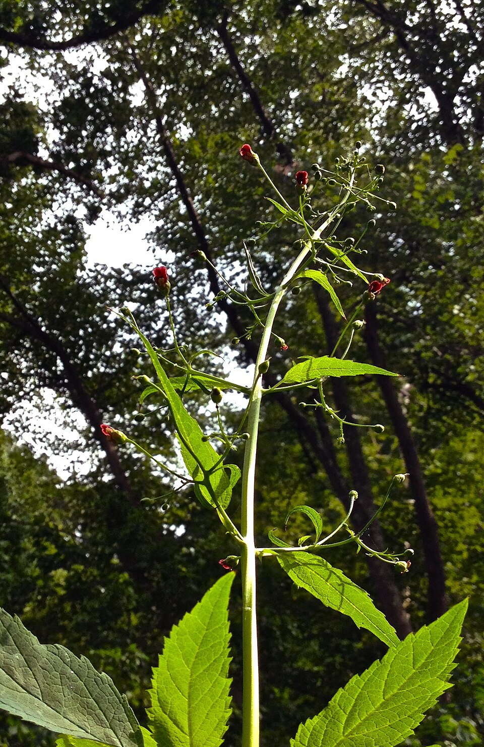 Scrophularia marilandica (late figwort) (alternate view 6)