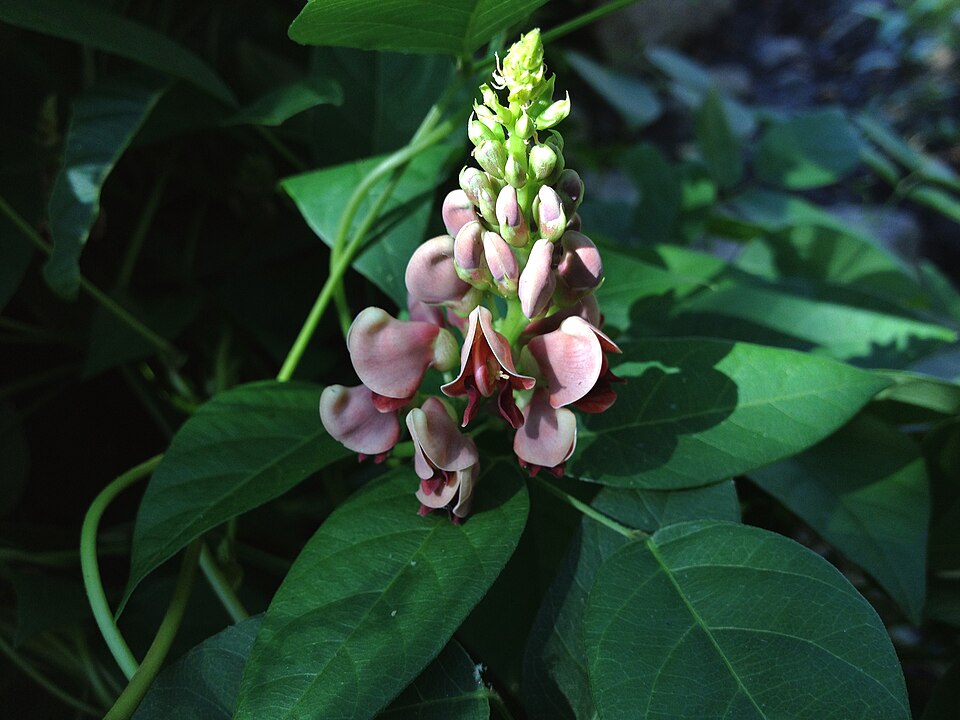 Apios americana (American groundnut) (alternate view 3)