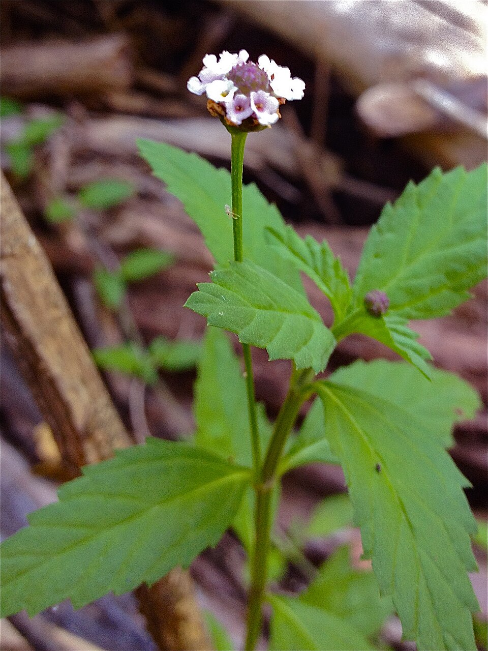 Phyla lanceolata (lanceleaf frogfruit) (alternate view 10)