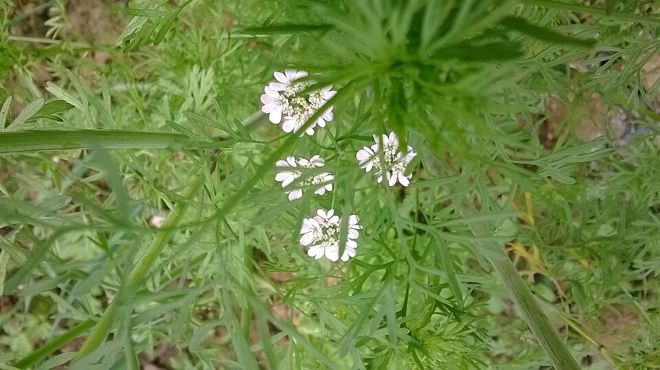 Coriandrum sativum (Cilantro) (alternate view 7)
