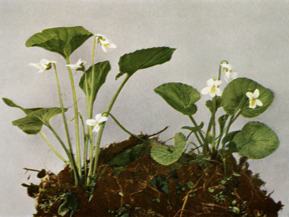 Viola blanda (sweet white violet) (alternate view 7)