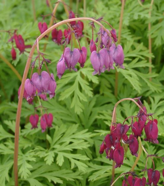Dicentra formosa 'Bacchanal' (Bacchanal Bleeding Heart)
