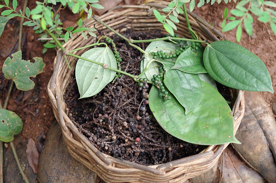 Piper nigrum (Black Pepper Plant) (alternate view 8)