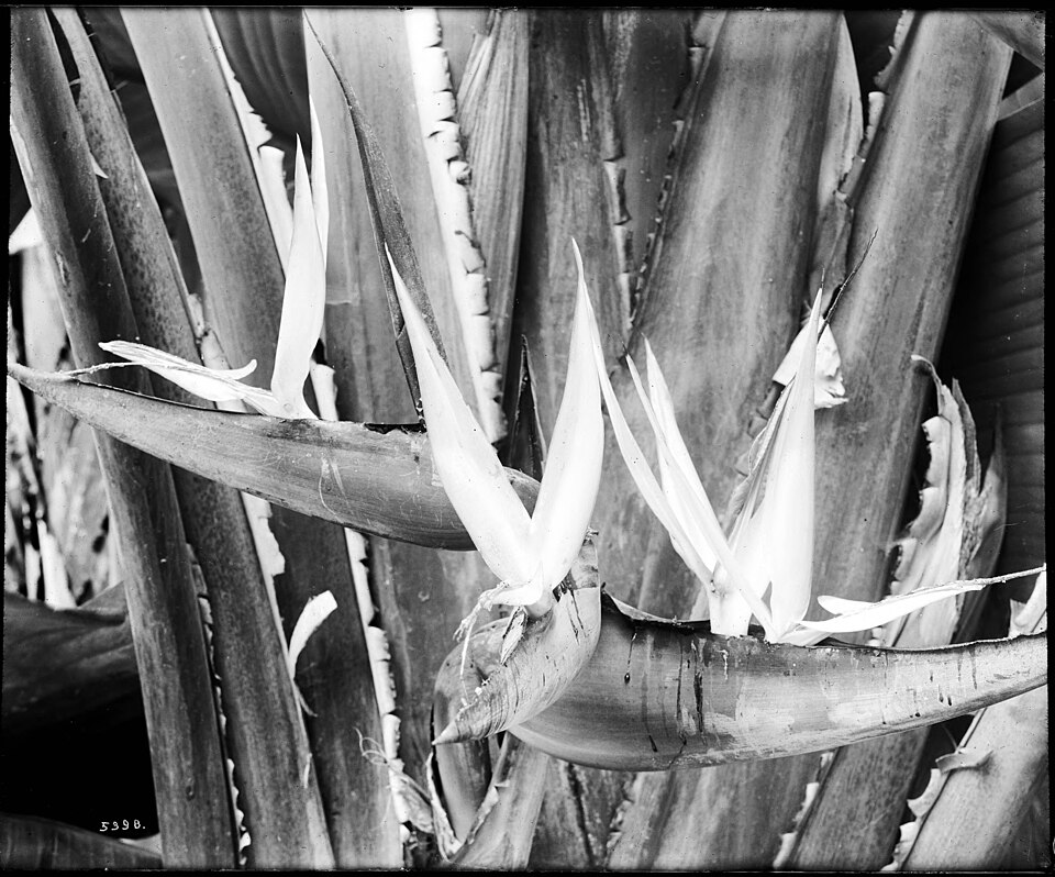 Strelitzia reginae (Bird of Paradise) (alternate view 7)