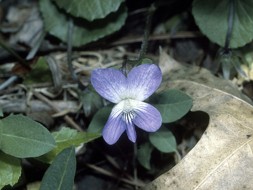 Viola cucullata (marsh blue violet) (alternate view 8)