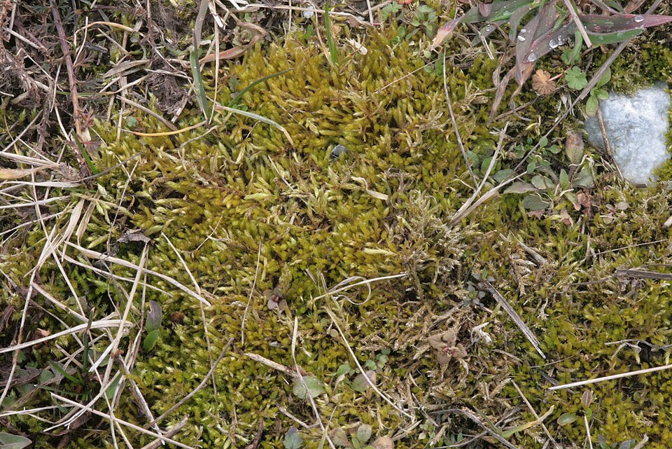 Brachythecium albicans (Whitish Feather-moss)