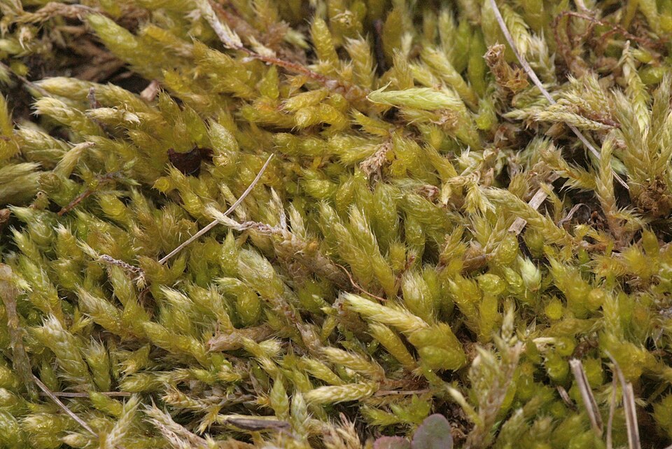 Brachythecium albicans (Whitish Feather-moss)