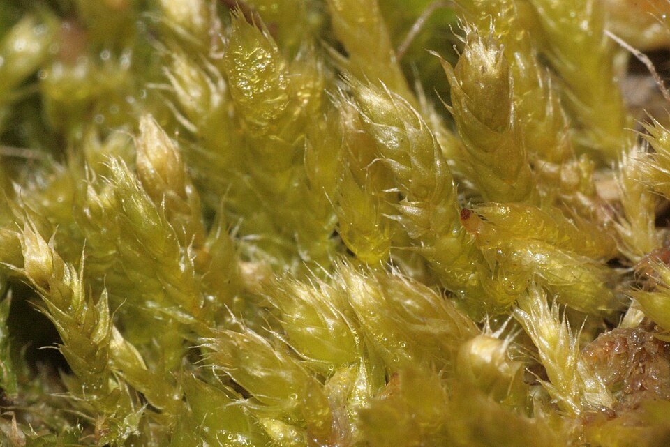 Brachythecium albicans (Whitish Feather-moss)