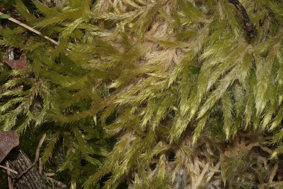 Brachythecium albicans (Whitish Feather-moss)
