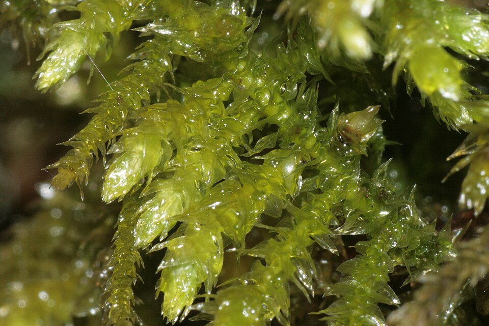 Eurhynchium striatum (Common Striated Feather-moss)