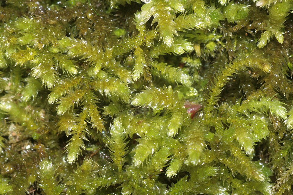 Eurhynchium striatum (Common Striated Feather-moss)