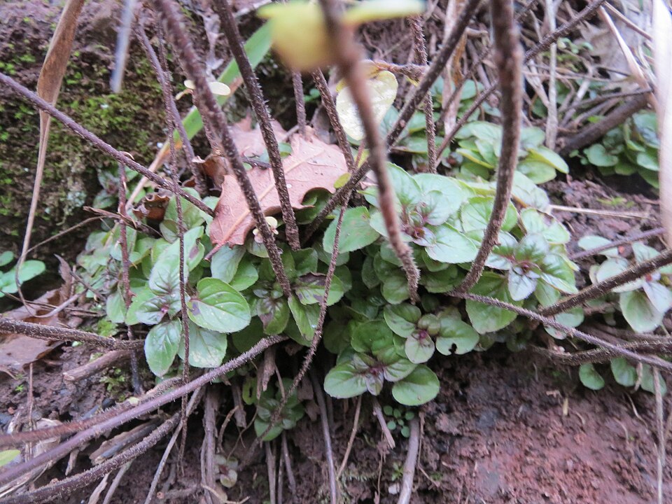 Origanum vulgare (Oregano) (alternate view 10)