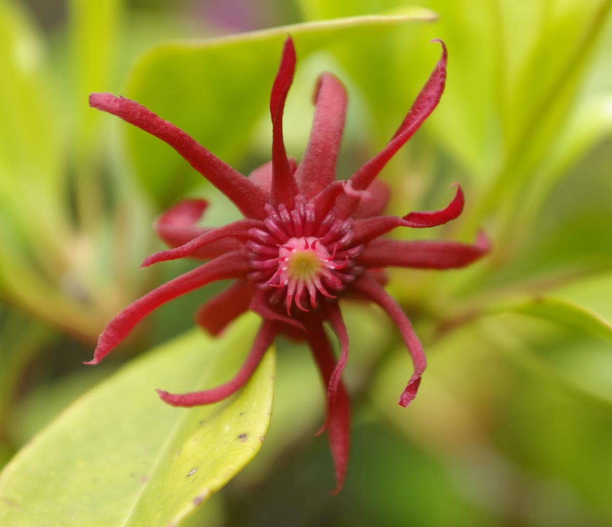 Illicium floridanum, Florida anise — upright evergreen (Schisandraceae) (image 2 of 10)