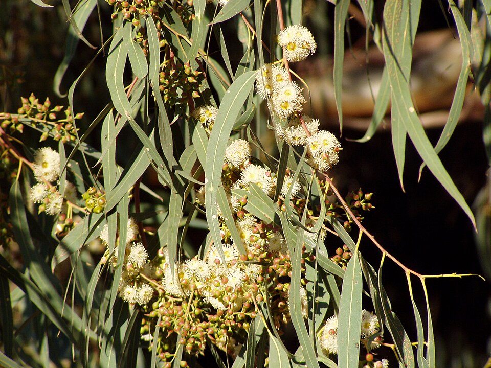 Eucalyptus camaldulensis (River Red Gum) (alternate view 3)
