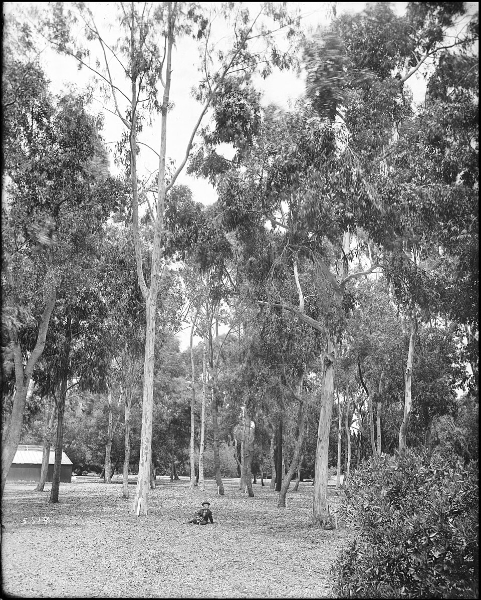 Eucalyptus gunnii (Silver Drop Eucalyptus) (alternate view 13)