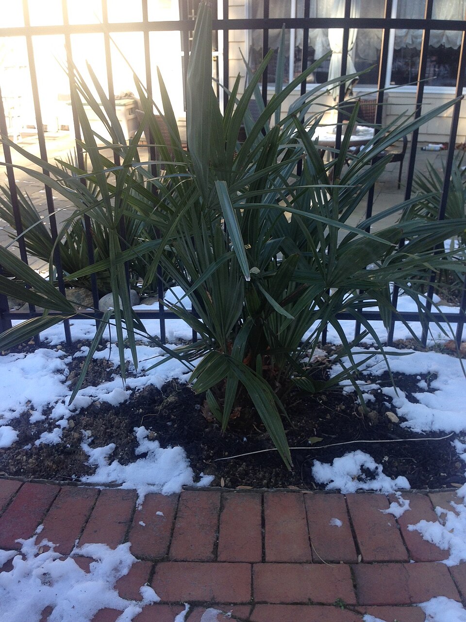 Rhapidophyllum hystrix (Needle Palm) (alternate view 8)