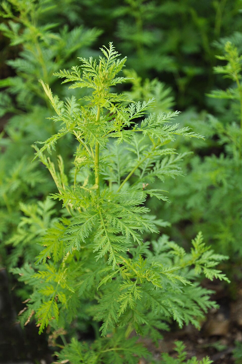 Artemisia pontica (Roman Wormwood) (alternate view 7)