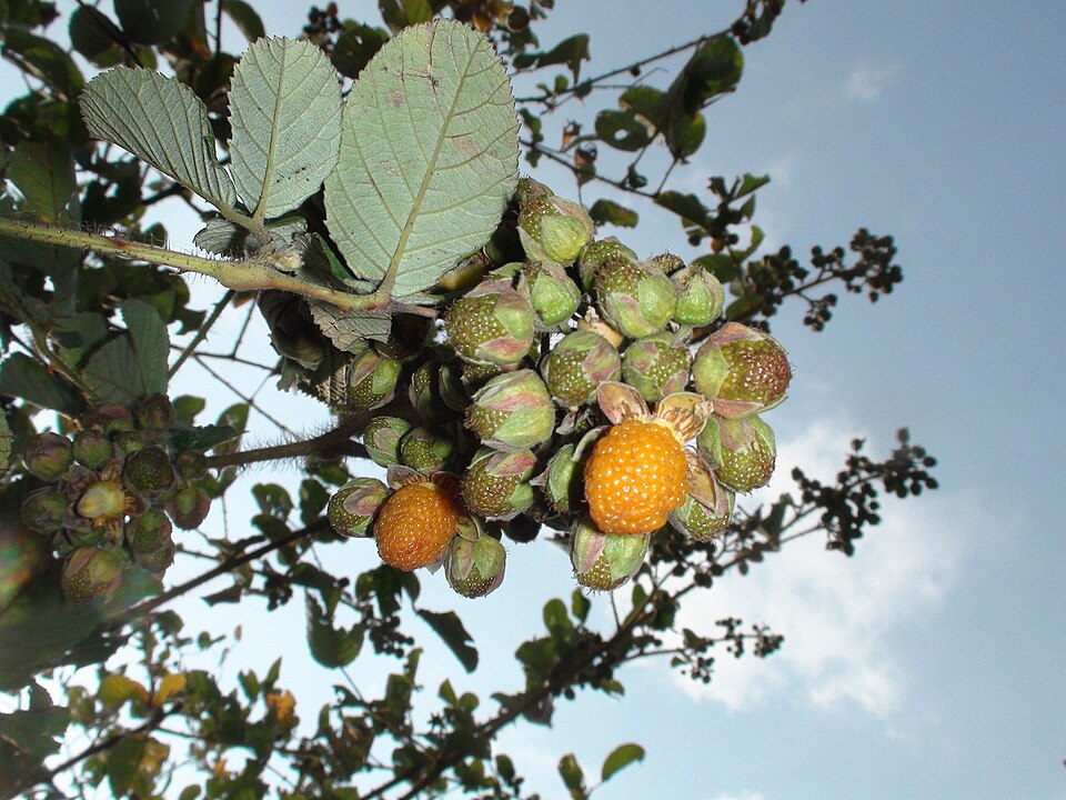 Rubus ellipticus (Golden Raspberry) (alternate view 10)