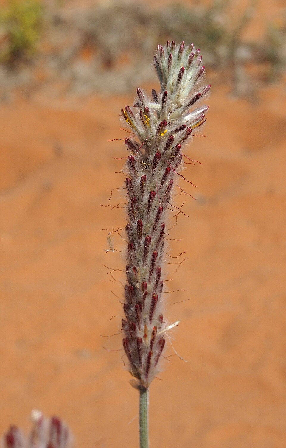Ptilotus polystachyus (Prince of Wales Feather) (alternate view 10)