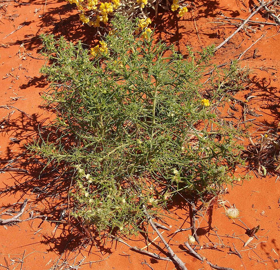 Salsola australis (Southern Russian Thistle) (alternate view 6)