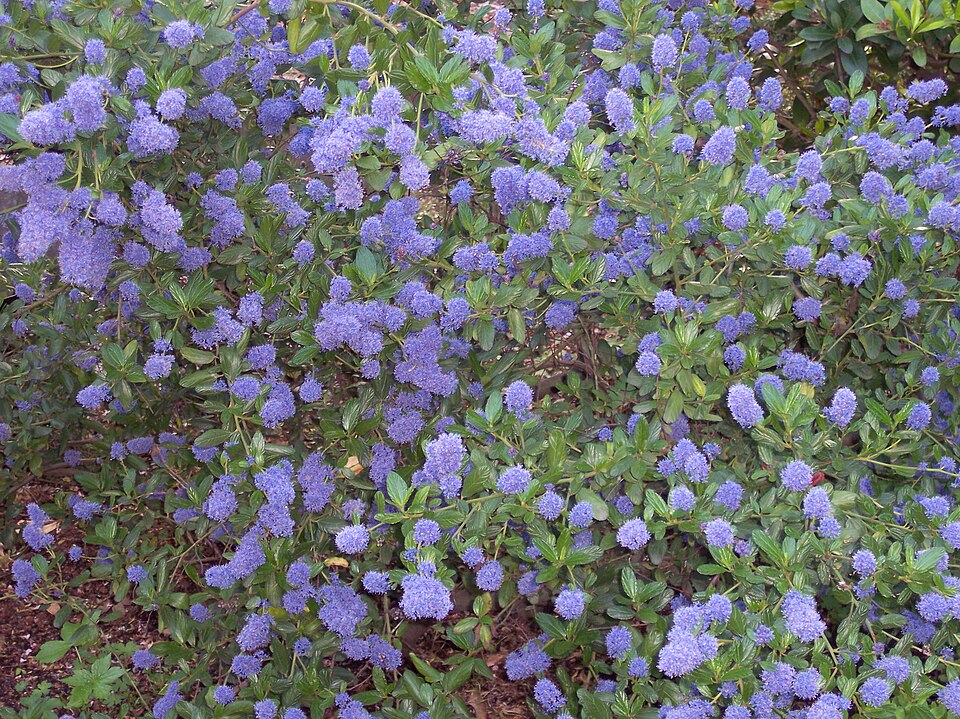 Ceanothus thyrsiflorus (Blue Blossom) (alternate view 9)