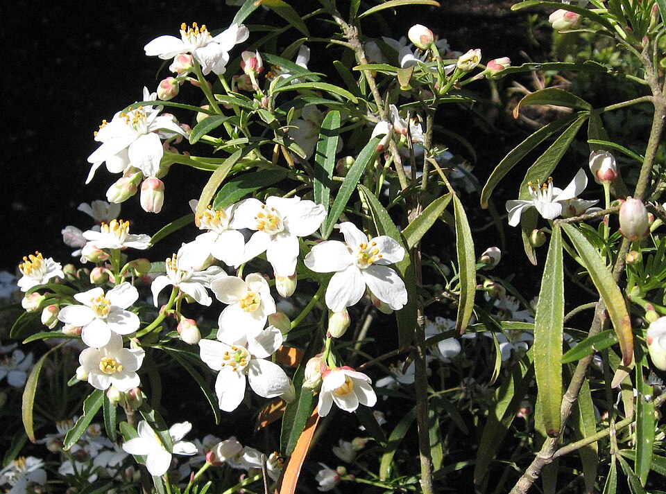 Choisya 'Aztec Pearl' (Mexican Orange Blossom) (alternate view 2)