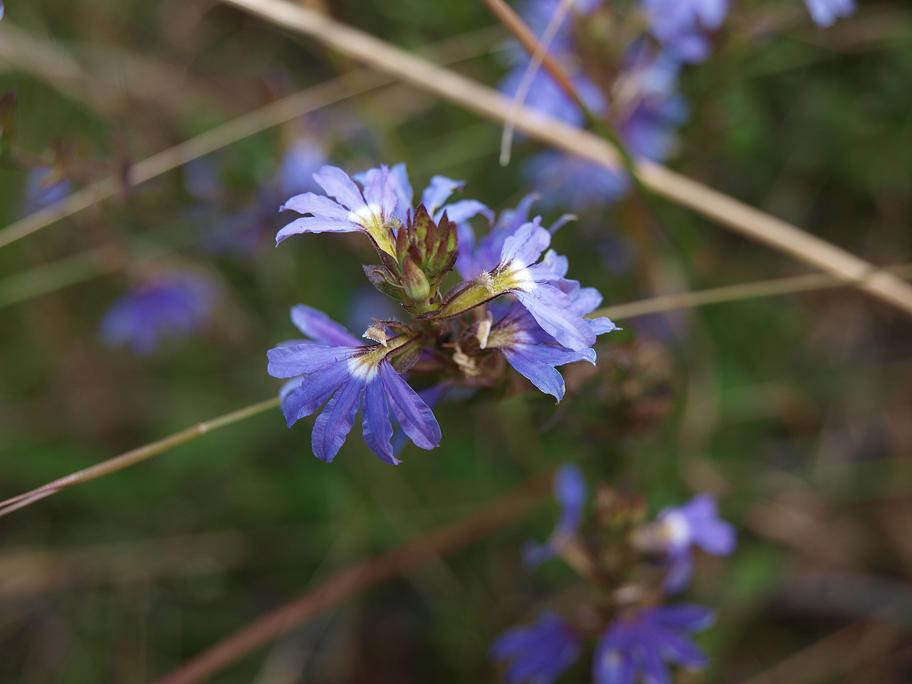 Scaevola albida (white fanflower) (alternate view 6)
