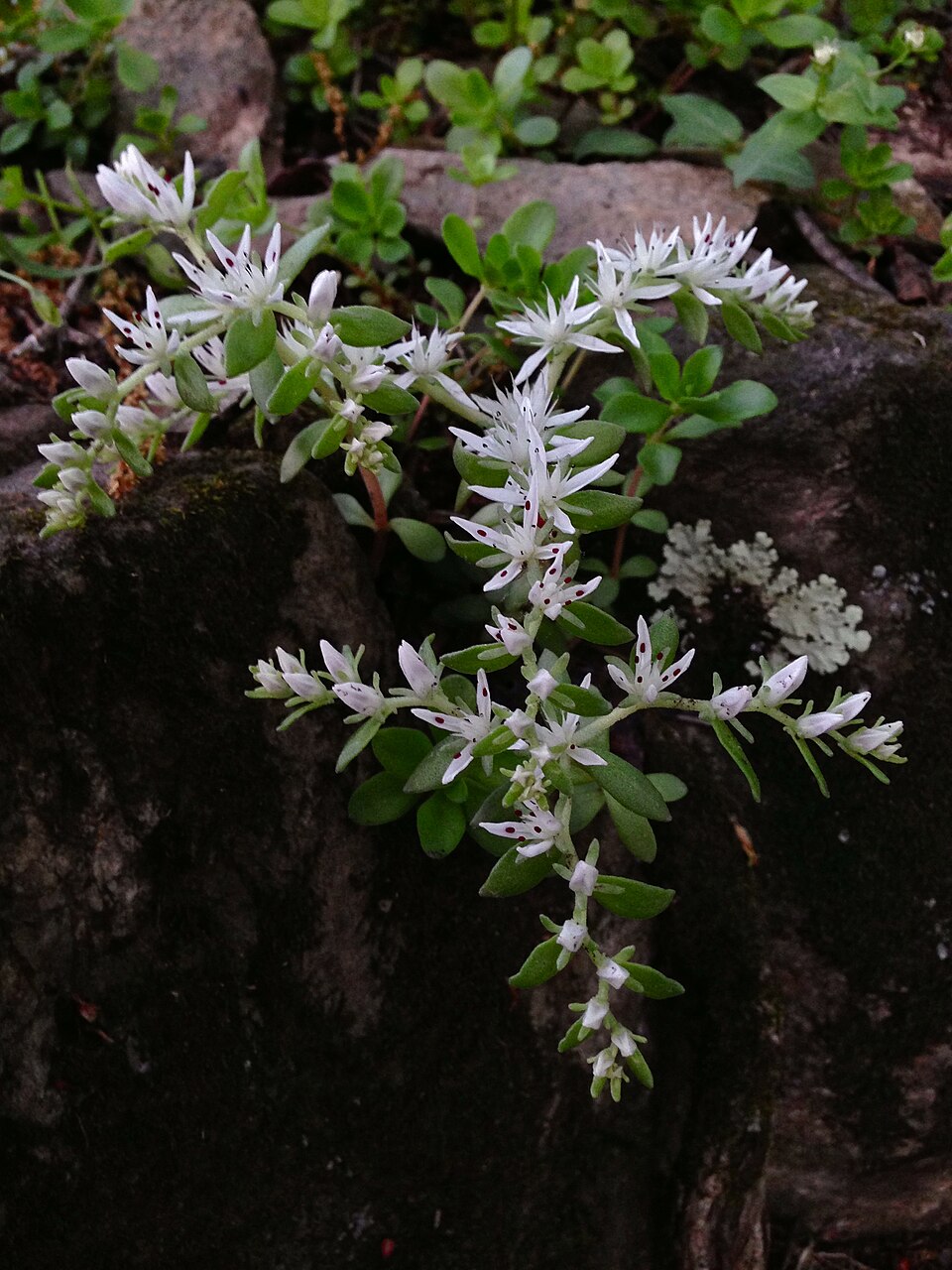 Sedum ternatum (woodland stonecrop) (alternate view 6)