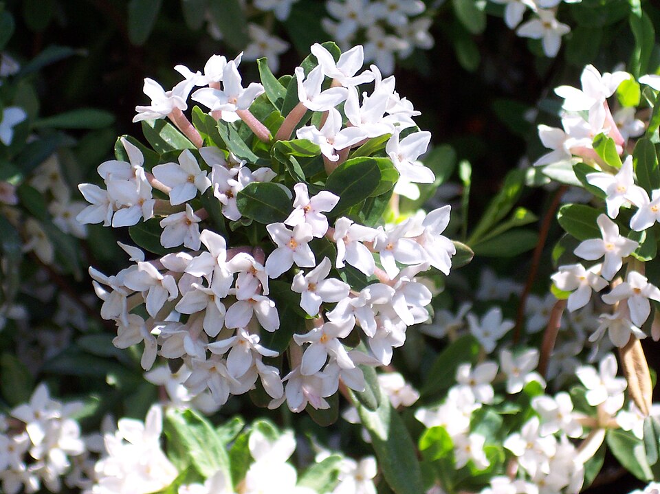 Daphne burkwoodii (Burkwood Daphne)