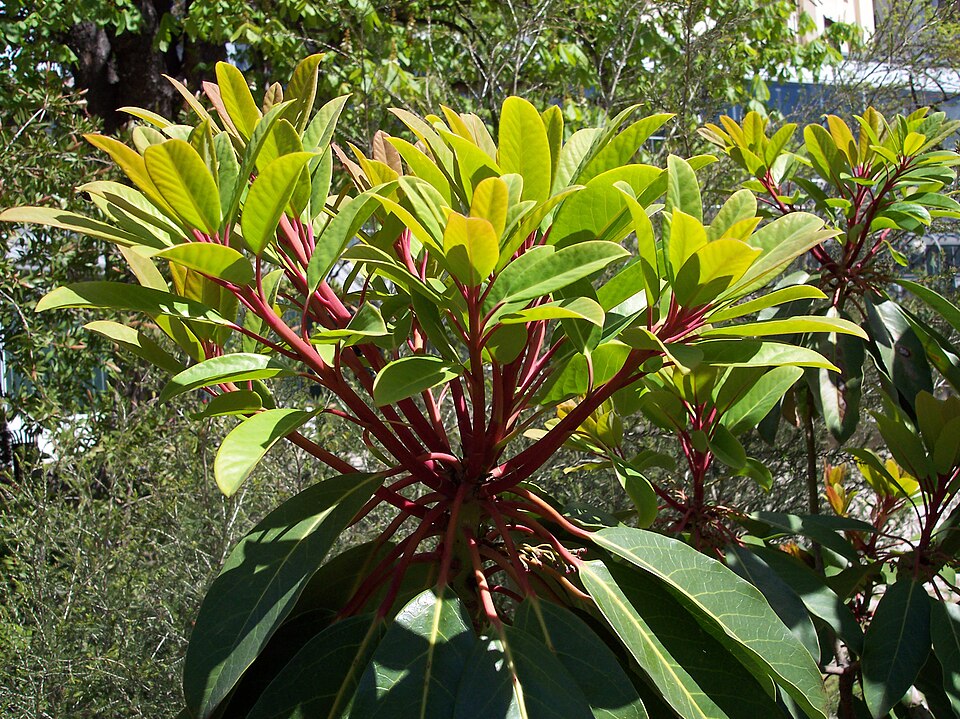 Daphniphyllum macropodum (Himalayan Daphniphyllum) (alternate view 8)