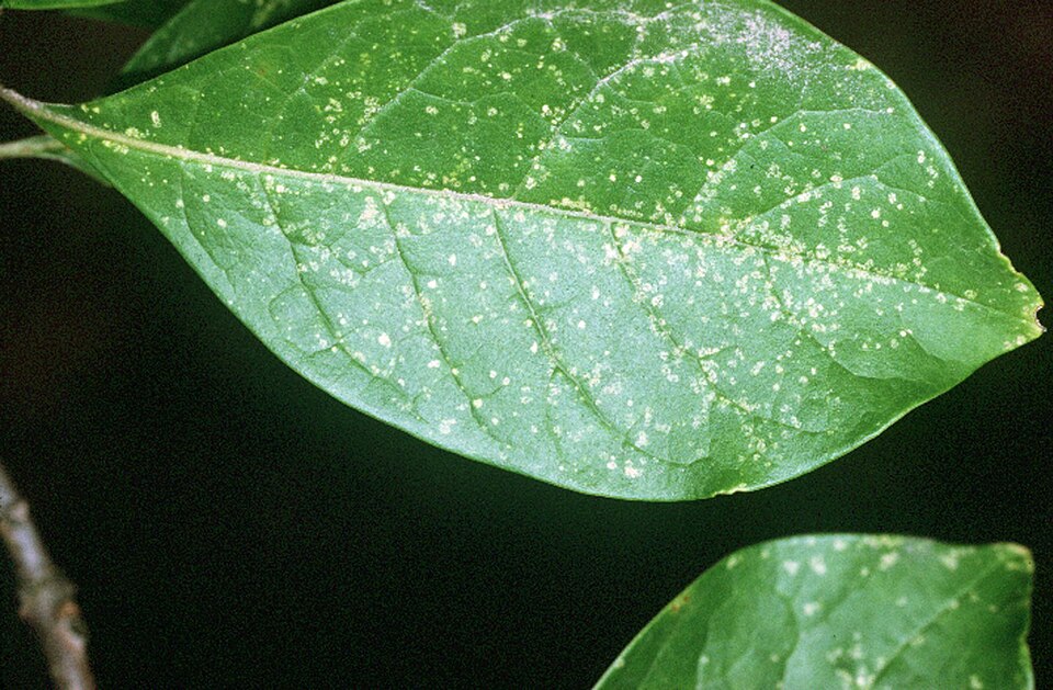 Symplocos tinctoria (Sweetleaf) (alternate view 6)