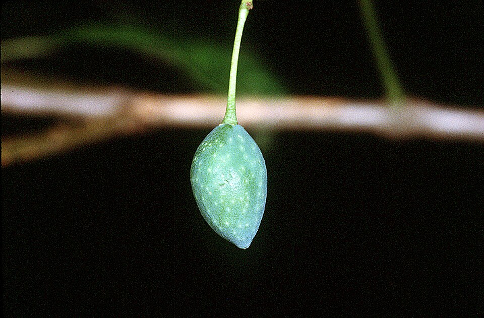 Symplocos tinctoria (Sweetleaf) (alternate view 7)