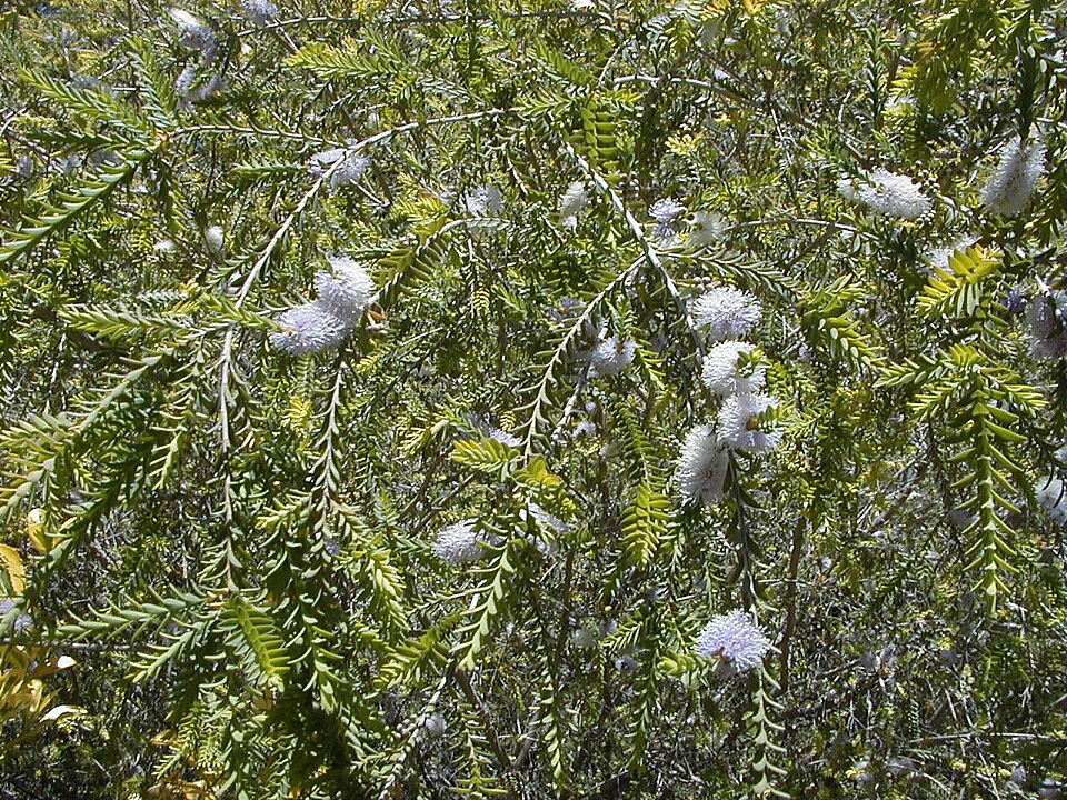 Melaleuca decussata (Totem-poles) (alternate view 6)