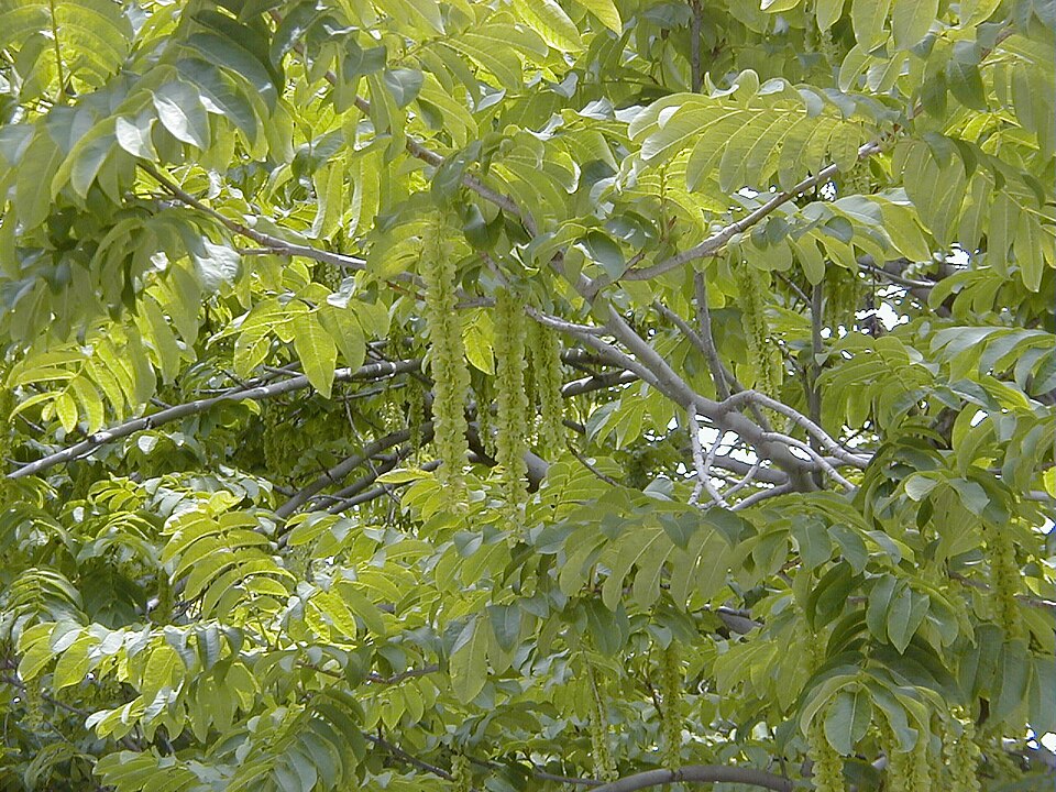 Pterocarya fraxinifolia (Caucasian Wingnut)