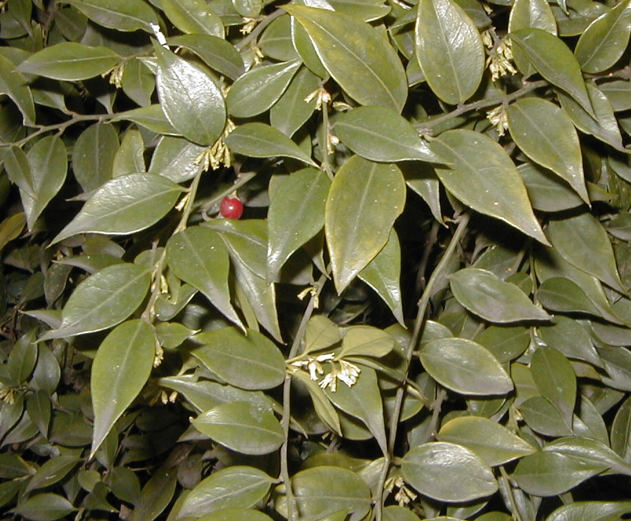 Sarcococca ruscifolia (Fragrant Sweet Box)